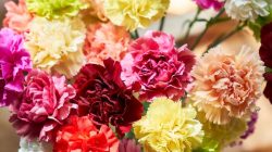 Best cut flowers to plant