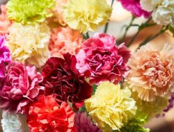 Best Cut Flowers to Plant A Gardeners Guide