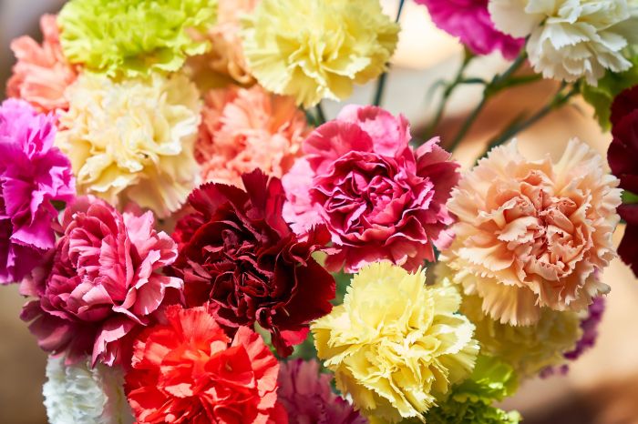 Best cut flowers to plant